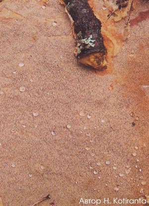 Asterodon ferruginosus