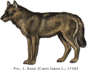  (Canis lupus L., 1758)