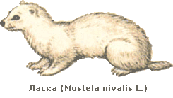  (Mustela nivalis L.)