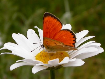  ., . ,  (14.07.2006)